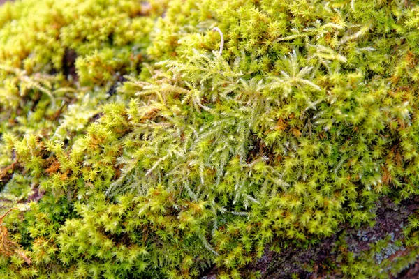 Lichens Mossen Een Stam Lezen Verenigd Koninkrijk — Stockfoto