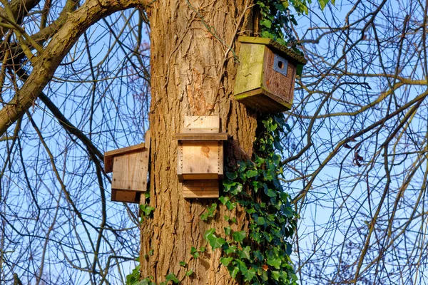 森林中与一棵树相连的木制鸟房 — 图库照片