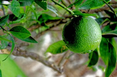 Olgunlaşmamış ve yeşil portakallar yerli bir çiftlikteki ağaçta asılı.