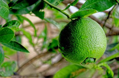 Olgunlaşmamış ve yeşil portakallar yerli bir çiftlikteki ağaçta asılı.