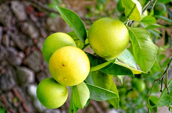 Limone Con Frutta Gialla Matura Appesa Ramo Tra Foglie Agrumi — Foto Stock