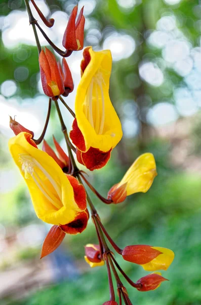 Clock Vine flowers - Thunbergia Mysorensis - Antigua, Guatemala