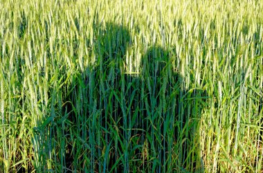 Bir tarlada yetişen olgunlaşmış buğday hasadı - Yaz başlarında - Romanya