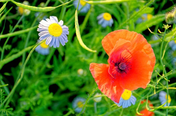 Single Poppy flower - Romania - Common Poppies, Poppy Field