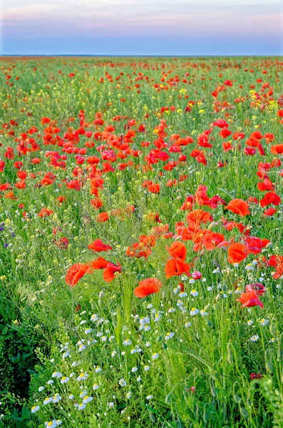 View Poppy Field Countryside Romania Common Poppies Poppy Field Stock Photo