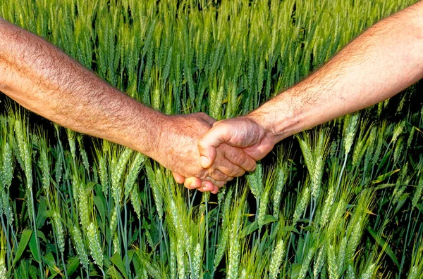 Due Agricoltori Stringono Mano Sullo Sfondo Campo Grano Conclusione Contratto Foto Stock