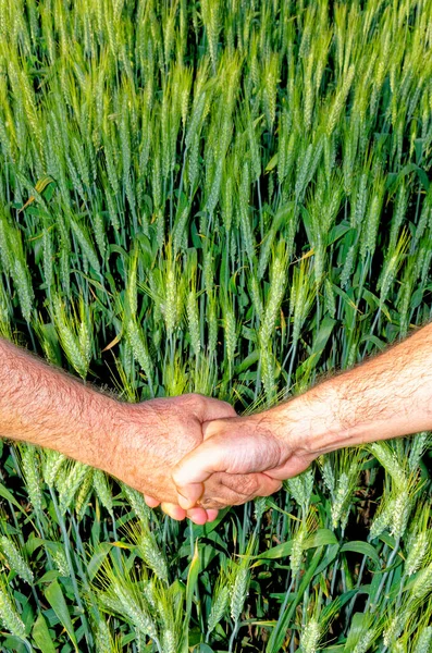 Due Agricoltori Stringono Mano Sullo Sfondo Campo Grano Conclusione Contratto Fotografia Stock