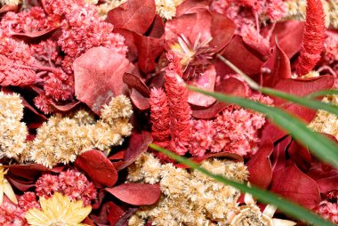 Ölü Çiçeklerin Yakın plan Arkaplanı - Doğal Arka plan - Doğa