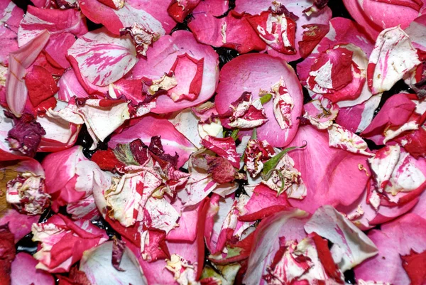 ピンクと赤のバラの花びらの背景 自然の背景 — ストック写真