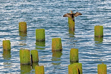 Astoria, Oregon 'daki Columbia Nehri' ndeki eski bir rıhtımın kalıntıları.