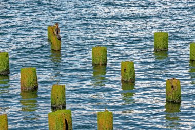 Astoria, Oregon 'daki Columbia Nehri' ndeki eski bir rıhtımın kalıntıları.