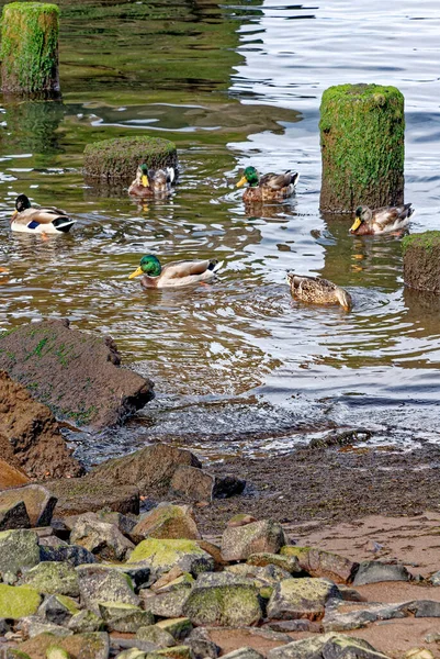 View Ducks Ruins Old Pier Columbia River Astoria Oregon — Stock Photo, Image