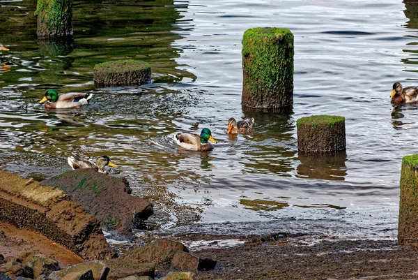 Blick Auf Enten Auf Den Ruinen Eines Alten Pier Columbia — Stockfoto