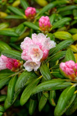 20 Mayıs 2021 'de Exbury Bahçeleri' nde bulunan Corona x williamsianum 'un karışımı bir Rhododendron yaylı çan bitkisinin çiçek bağları - Hampshire, İngiltere, Birleşik Krallık
