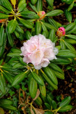20 Mayıs 2021 'de Exbury Bahçeleri' nde bulunan Corona x williamsianum 'un karışımı bir Rhododendron yaylı çan bitkisinin çiçek bağları - Hampshire, İngiltere, Birleşik Krallık