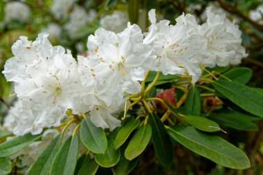 20 Mayıs 2021 'de Exbury Bahçeleri' nde bulunan Corona x williamsianum 'un karışımı bir Rhododendron yaylı çan bitkisinin çiçek bağları - Hampshire, İngiltere, Birleşik Krallık