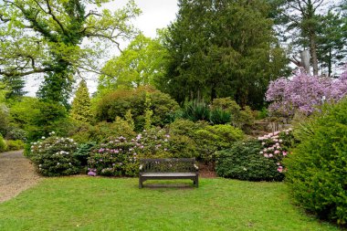 Baharda Exbury bahçelerinde renkli bitkiler, Hampshire, İngiltere 'de Rothschild ailesine ait büyük bir orman bahçesi - 20 Mayıs 2021