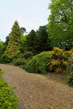 Baharda Exbury bahçelerinde renkli bitkiler, Hampshire, İngiltere 'de Rothschild ailesine ait büyük bir orman bahçesi - 20 Mayıs 2021