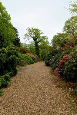 Baharda Exbury bahçelerinde renkli bitkiler, Hampshire, İngiltere 'de Rothschild ailesine ait büyük bir orman bahçesi - 20 Mayıs 2021