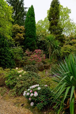 Baharda Exbury bahçelerinde renkli bitkiler, Hampshire, İngiltere 'de Rothschild ailesine ait büyük bir orman bahçesi - 20 Mayıs 2021