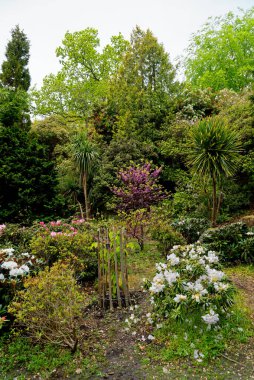 Baharda Exbury bahçelerinde renkli bitkiler, Hampshire, İngiltere 'de Rothschild ailesine ait büyük bir orman bahçesi - 20 Mayıs 2021