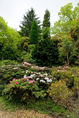 Baharda Exbury bahçelerinde renkli bitkiler, Hampshire, İngiltere 'de Rothschild ailesine ait büyük bir orman bahçesi - 20 Mayıs 2021