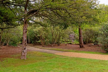 Baharda Exbury bahçelerinde renkli bitkiler, Hampshire, İngiltere 'de Rothschild ailesine ait büyük bir orman bahçesi - 20 Mayıs 2021