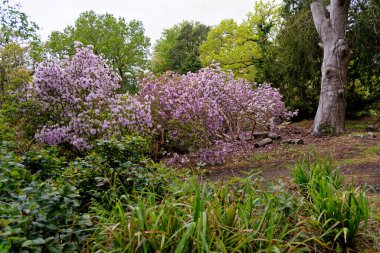 Baharda Exbury bahçelerinde renkli bitkiler, Hampshire, İngiltere 'de Rothschild ailesine ait büyük bir orman bahçesi - 20 Mayıs 2021