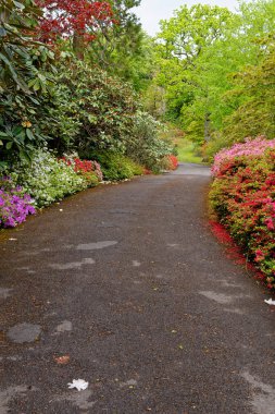 Baharda Exbury bahçelerinde renkli bitkiler, Hampshire, İngiltere 'de Rothschild ailesine ait büyük bir orman bahçesi - 20 Mayıs 2021