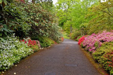 Baharda Exbury bahçelerinde renkli bitkiler, Hampshire, İngiltere 'de Rothschild ailesine ait büyük bir orman bahçesi - 20 Mayıs 2021