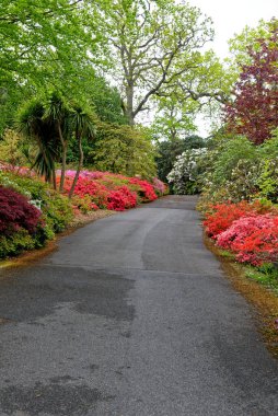 Baharda Exbury bahçelerinde renkli bitkiler, Hampshire, İngiltere 'de Rothschild ailesine ait büyük bir orman bahçesi - 20 Mayıs 2021