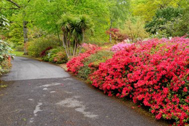 Baharda Exbury bahçelerinde renkli bitkiler, Hampshire, İngiltere 'de Rothschild ailesine ait büyük bir orman bahçesi - 20 Mayıs 2021