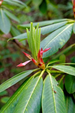 20 Mayıs 2021 'de Exbury Bahçeleri' nde bulunan Corona x williamsianum 'un karışımı bir Rhododendron yaylı çan bitkisinin çiçek bağları - Hampshire, İngiltere, Birleşik Krallık