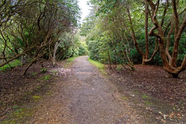 Baharda Exbury bahçelerinde renkli bitkiler, Hampshire, İngiltere 'de Rothschild ailesine ait büyük bir orman bahçesi - 20 Mayıs 2021