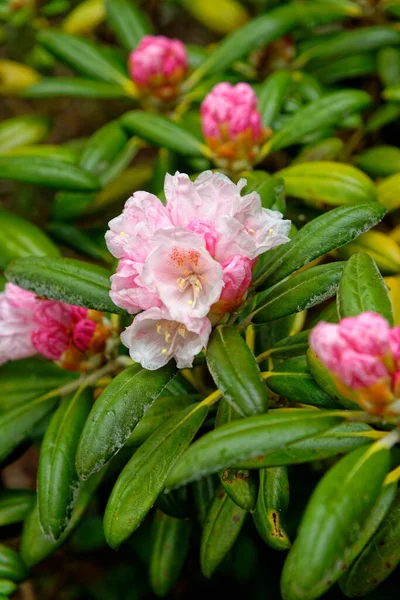 Fermes Fleurs Une Variété Végétale Cloches Arc Rhododendron Hybride Corona — Photo