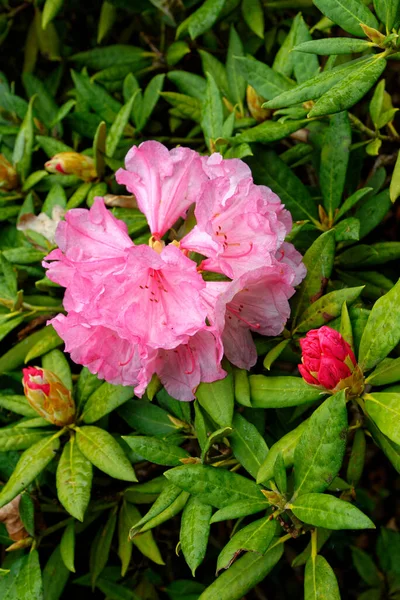 Ανθοσυνθέσεις Μιας Ποικιλίας Φυτών Rhododendron Bow Bells Υβρίδιο Του Corona — Φωτογραφία Αρχείου