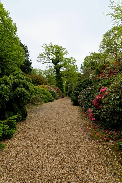 Plantas Coloridas Durante Primavera Los Jardines Exbury Gran Jardín Forestal — Foto de Stock