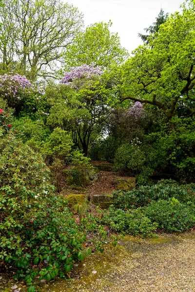 Plantes Colorées Printemps Dans Les Jardins Exbury Grand Jardin Forestier — Photo
