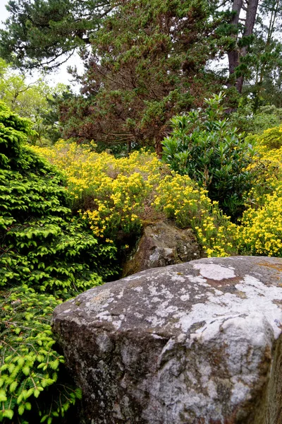Πολύχρωμα Φυτά Κατά Διάρκεια Της Άνοιξης Στους Κήπους Exbury Ένα — Φωτογραφία Αρχείου