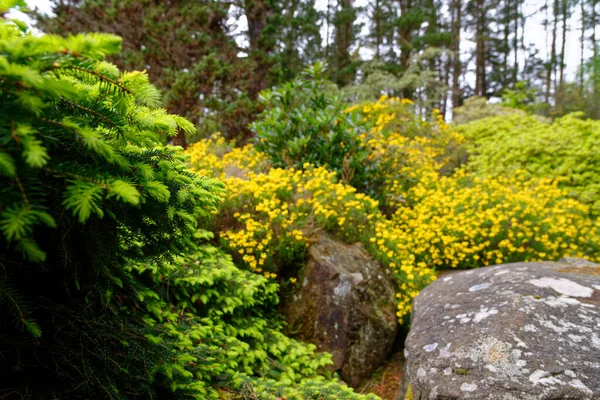 2021年5月20日 英国汉普郡罗斯柴尔德家族的一个大型森林公园Exbury花园的地面上 春天的五彩缤纷的植物 — 图库照片
