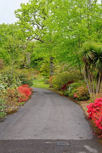 Plantes Colorées Printemps Dans Les Jardins Exbury Grand Jardin Forestier — Photo