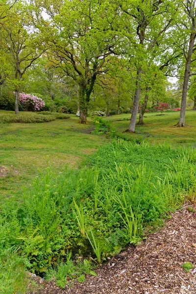 Färgglada Växter Våren Grund Exbury Trädgårdar Stor Skogsträdgård Som Tillhör — Stockfoto