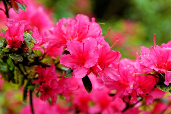 Květiny Trusses Rhododendron Bow Bells Plant Variety Hybrid Corona Williamsianum — Stock fotografie