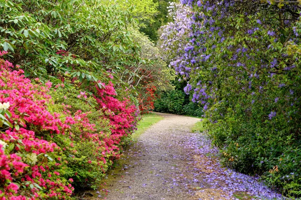 Plantas Coloridas Durante Primavera Nos Jardins Exbury Grande Jardim Florestal — Fotografia de Stock