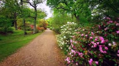 Baharda Exbury bahçelerinde renkli bitkiler, Hampshire, İngiltere 'de Rothschild ailesine ait büyük bir orman bahçesi - 20 Mayıs 2021