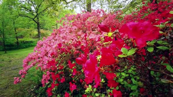 Plantas Coloridas Durante Primavera Los Jardines Exbury Gran Jardín Forestal — Vídeos de Stock