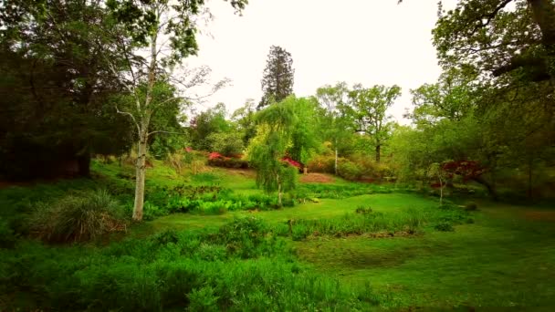 Färgglada Växter Våren Grund Exbury Trädgårdar Stor Skogsträdgård Som Tillhör — Stockvideo