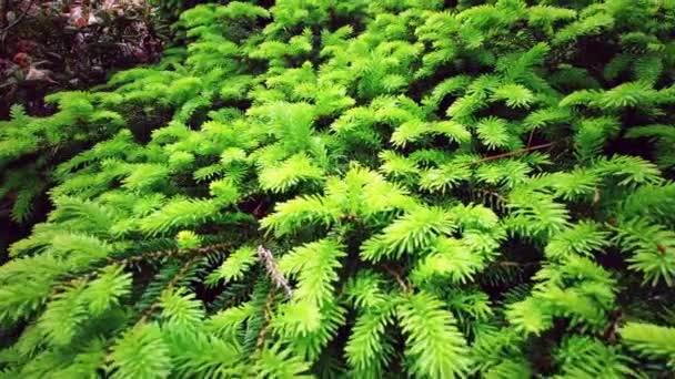 春の間の常緑松の背景Exburyの庭 英国のイギリスのハンプシャー州のロスチャイルド家に属する大規模な森林庭園 2021年5月20日 — ストック動画