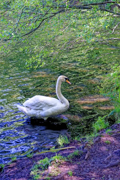 Mute Swan Cygnus Olor Wick Pond Virginia Water Surrey England — Stock Photo, Image