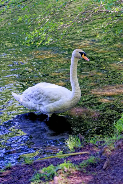 Höckerschwan Cygnus Olor Auf Wick Pond Virginia Water Surrey England — Stockfoto